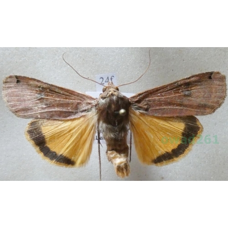 Noctua pronuba (Linnaeus, 1758) Rolnica tasiemka Czech24f